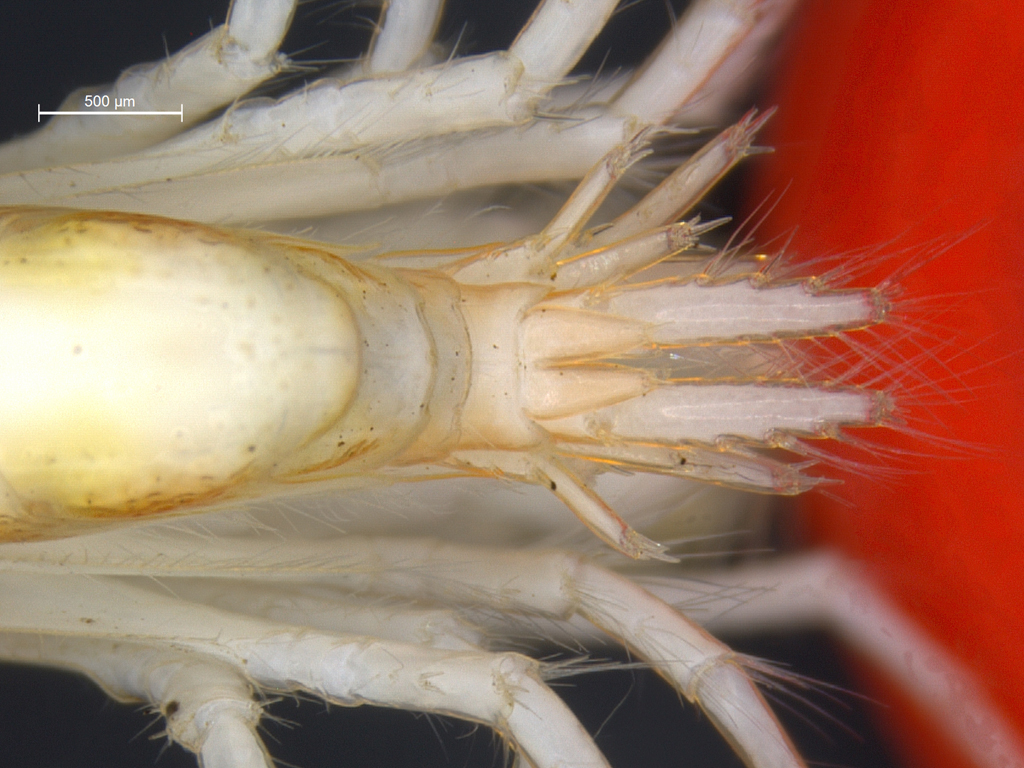 Gmelinoides fasciatus